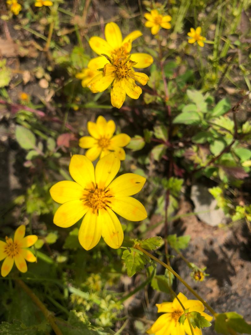 Adey Abeba Flower